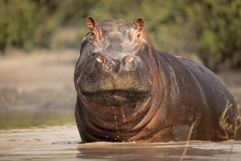 Hippo (Hippopotamus amphibius) portrait. Front view of the face and head. Animal is standing in