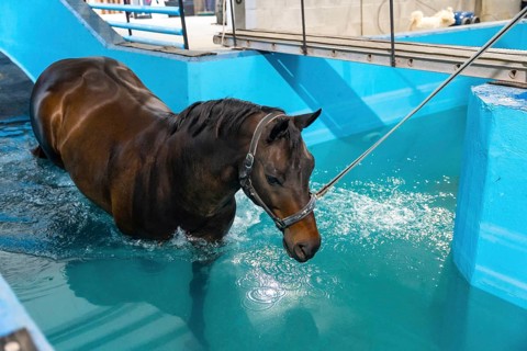 Horse during aqua therapy in a pool tied with a rope