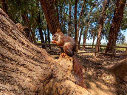 Red squirrel enjoying a meal on a tree trunk in a sunny natural park, surrounded by eucalyptus