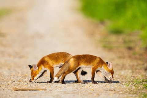 Fox (Vulpes vulpes) puppies Germany