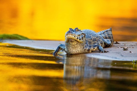 Spectacled caiman (Caiman crocodilius) Pantanal Brazil