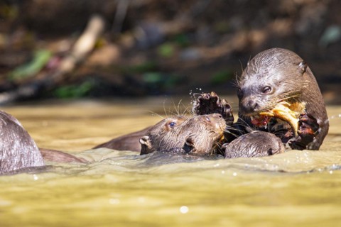 Giant otter (Pteronura brasiliensis) Pantanal Brazil