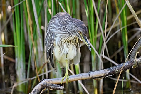 Night heron (Nycticorax nycticorax), young bird sitting on a branch, Canton of Neuchâtel,