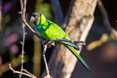 Nanday parakeet (Aratinga nanday) Pantanal Brazil