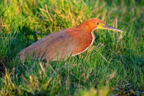 Rufescent tiger heron (Tigrisoma lineatum) Pantanal Brazil