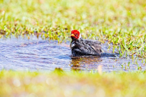The red-capped cardinal (Paroaria gularis) Pantanal Brazil