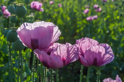 Blue poppy (Papaver somniferum) in a field near Callenberg, Saxony, Germany, Europe
