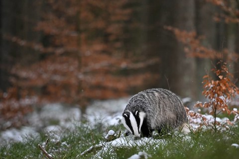 Badger in the snow, Wittlich, Rhineland-Palatinate, Germany, Europe