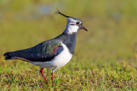 Lapwing (Vanellus vanellus) adult bird foraging in wet meadow, wildlife, animals, birds, plover