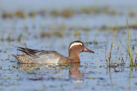 Garganey (Anas querquedula), male in a wet meadow, wildlife, animals, birds, migratory bird,