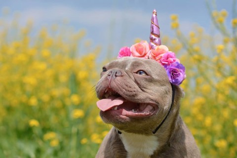 Lilac brindle colored French Bulldog dog with funny pink unicorn headband and tongue sticking out