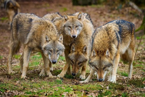 Wolf (Canis lupus), a group of wolves standing vigilantly and attentively together, Germany, Europe