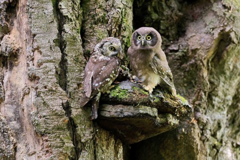 Great Horned Owl (Aegolius funereus), Great Horned Owl, adult, juvenile, on tree, on guard,