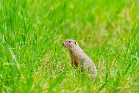 European ground squirrel (Spermophilus citellus) on a meadwo, Bavaria, Germany, Europe