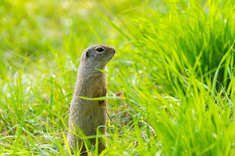 European ground squirrel (Spermophilus citellus) on a meadwo, Bavaria, Germany, Europe