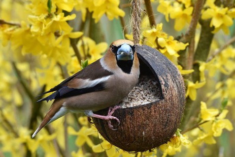 Hawfinch, (Coccothraustes coccothraustes) eats sunflower seeds in forsythia, (Forsythia ×