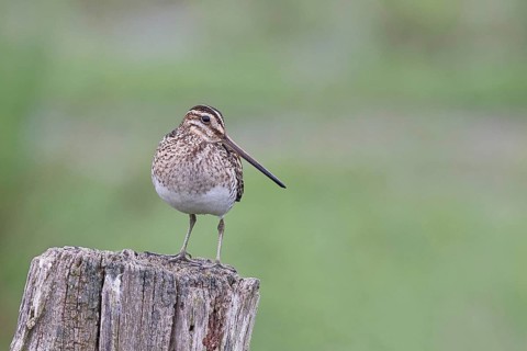Snipe (Gallinago gallinago), standing on fence posts of a pasture, on moorland, snipe birds,