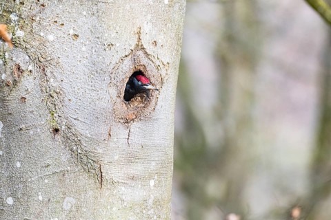 Black woodpecker (Dryocopus martius) ml Germany