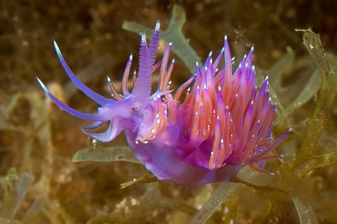 Pink-orange coloured nudibranch Thread snail (Coryphella pedata) with orange-red crawling over