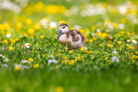 Chicks of the Nile Goose (Alopochen aegyptiaca) freshly hatched, park in spring with spring flowers