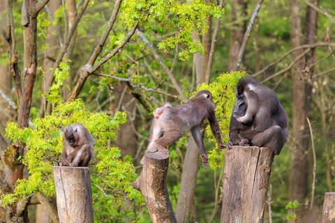 Three Drills (Mandrillus leucophaeus), a male and two females, sit high up on the three stumps of a