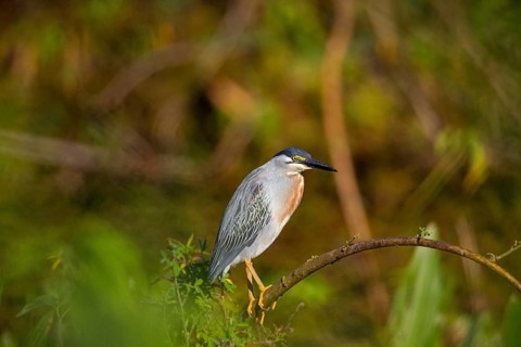 Mongrove Heron (Butorides striatus) Pantanal Brazil