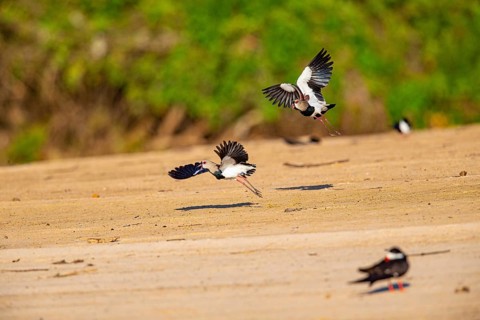Bronze lapwing (Vanellus chilensis) Pantanal Brazil