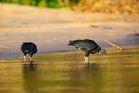 Raven Vulture (Coragyps atratus) Pantanal Brazil