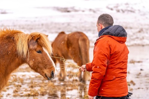 A man feeding horses in winter in Iceland