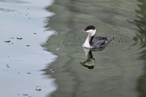 Slavonian Grebe (Podiceps auritus), adult, in adult plumage, winter plumage, swimming in Lake Zug,