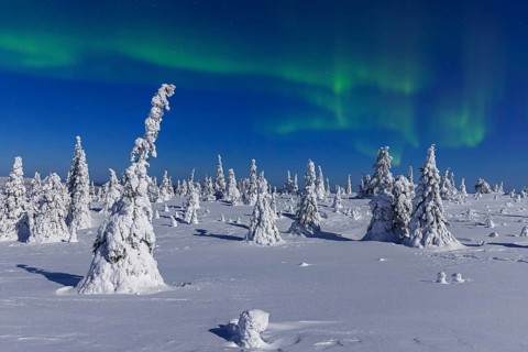 Northern lights, Aurora borealis over snow covered spruce trees on the taiga in winter at night,