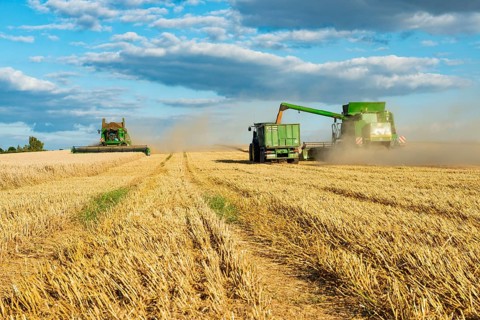 Combine harvester harvesting wheat and unloading grain onto tractor with trailer, endless