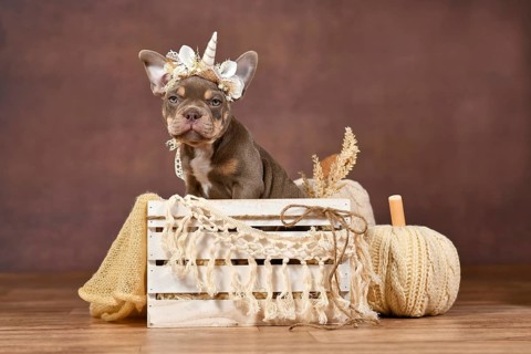 Lilac tan French Bulldog dog puppy with boho style unicorn headband in box in front of brown
