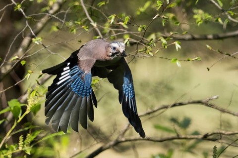 A jay (Garrulus glandarius) flies through the forest with outstretched wings near green leaves,