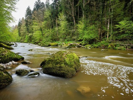Moss-covered stones on the river Sihl, Sihlsprung, Menzingen, Canton Zug, Switzerland, Europe