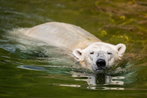 Polar bear (Ursus maritimus) swimming in the water, captive, Germany, Europe