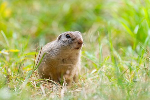 European ground squirrel (Spermophilus citellus) on a meadwo, Bavaria, Germany, Europe
