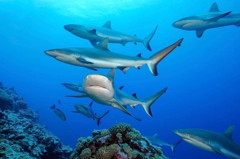 Pack of Grey reef sharks (Carcharhinus amblyrhynchos) Predator Grey reef shark swimming over