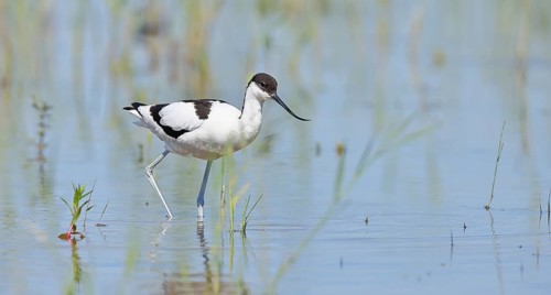 Avocet (Recurvirostra avosetta) adult wader standing in shallow water, Wildlife, Lake