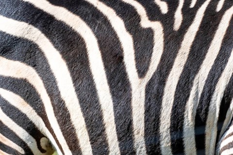 The zebra's stripes are black and white. The stripes are very close together, and the zebra's skin