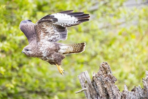 Common buzzard (Buteo buteo) Germany