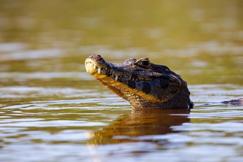 Spectacled caiman (Caiman crocodilius) Pantanal Brazil