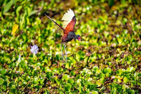 Red-fronted leaflet (Jacana jacana) Pantanal Brazil
