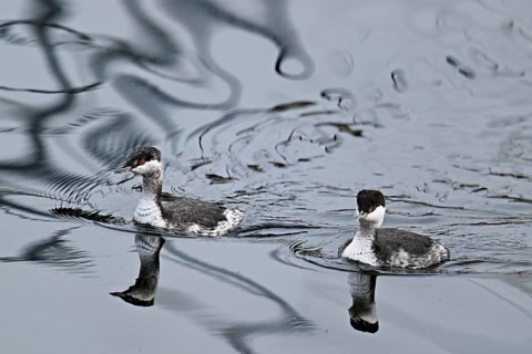 Two Slavonian grebes (Podiceps auritus), adult, in their winter plumage, swimming in Lake Zug,