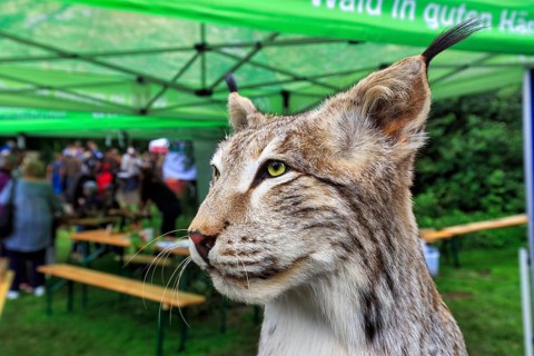 Stuffed lynx (Lynx), exhibit, taxidermy, detail, head portrait, Shepherd and Herding Festival 2017,