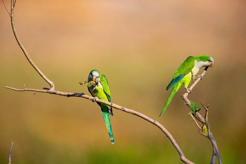 Monk parakeet (Myiopsitta monachus) Pantanal Brazil