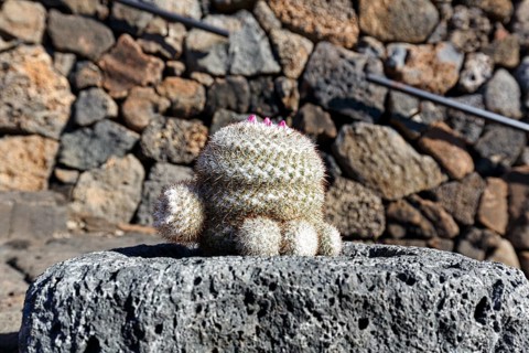Mammillaria in a lava rock planter, cactus garden, succulent garden Jardín de Cactus, designed by