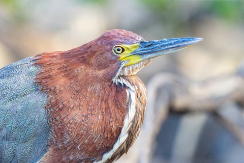 Rufescent tiger heron (Tigrisoma lineatum) Pantanal Brazil