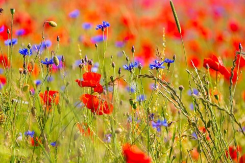 Corn poppy (Papaver rhoeas) and cornflower (Centaurea cyanus) in bloom in a meadow, Saxon
