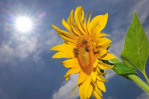 The sun shines down from the sky on a sunflower where some bees are collecting the nectar of the